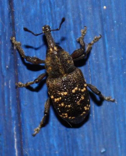 Hylobius abietis